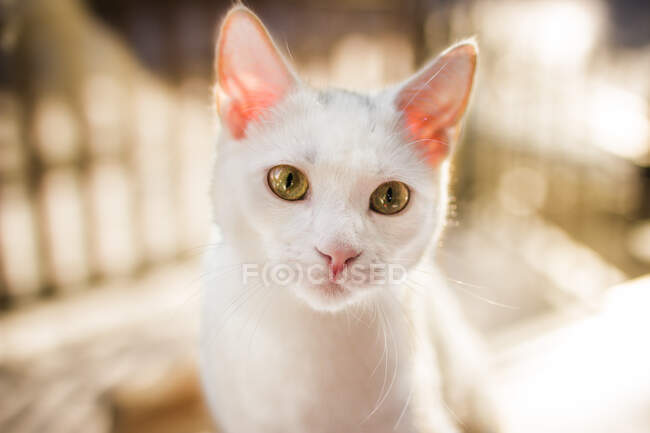 Cute little white cat outdoor at sunny day — Stock Photo