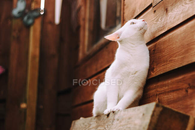 Цікавий білий кіт дивиться вгору і сидить на відкритому повітрі на дерев'яному стільці — стокове фото