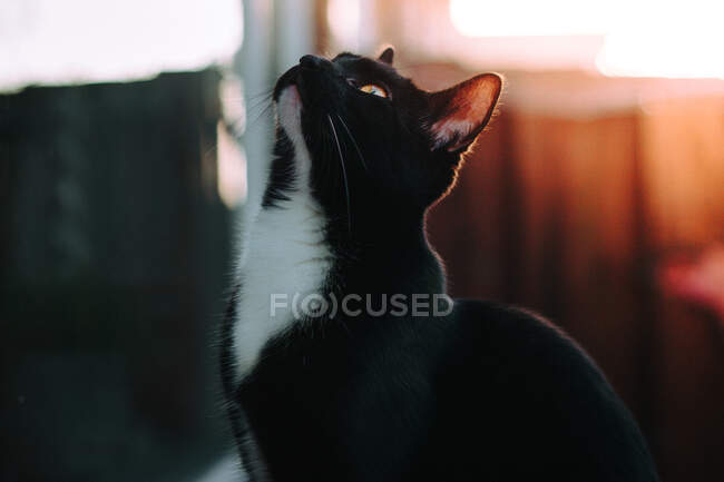 Nahaufnahme einer schwarz-weißen Katze, die auf der Fensterbank sitzt und nach oben schaut — Stockfoto