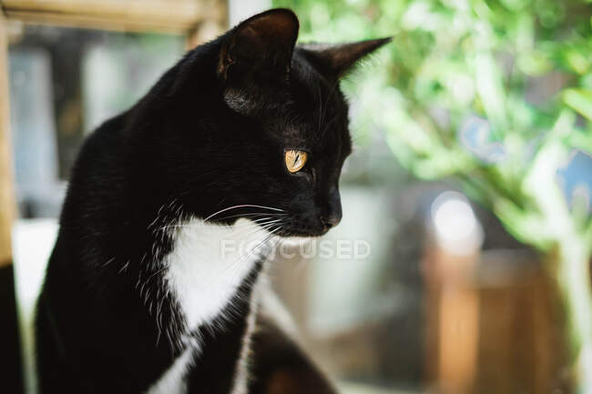 Retrato de um gatinho preto e branco sentado no terraço ao ar livre — Fotografia de Stock