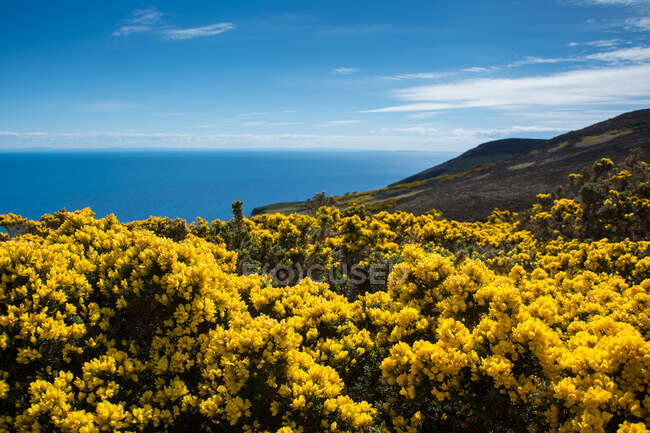 Paesaggio costiero con ginestra fiorita, Badbea, Garve, Scozia, Regno Unito — Foto stock