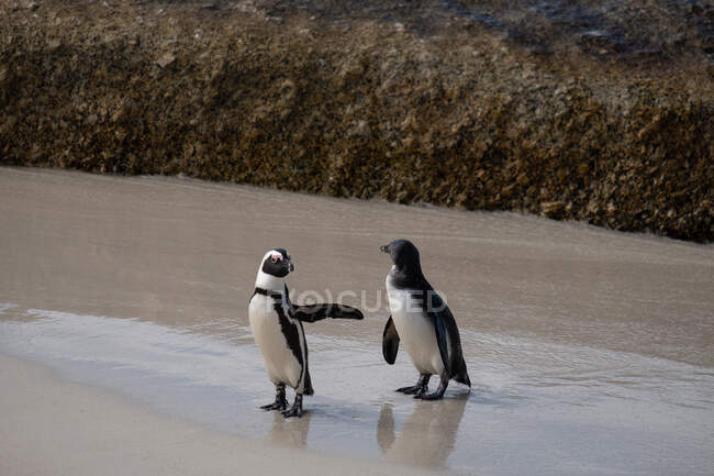 Dos pingüinos africanos parados en la playa mirándose, Boulders Beach, Simon 's Town, Western Cape, Sudáfrica - foto de stock