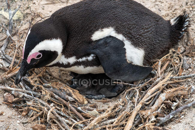 Nahaufnahme einer afrikanischen Pinguinweibchen, die mit ihrem Küken auf einem Nest sitzt, Boulders Beach, Simon 's Town, Western Cape, Südafrika — Stockfoto