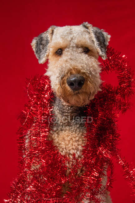 Mignon petit chien en tenue de Noël, vue rapprochée — Photo de stock