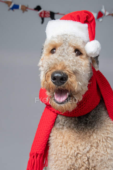 Cute little dog in Christmas outfit, close view — Stock Photo