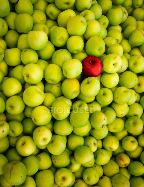 Un cubo lleno de manzanas orgánicas cosechadas - foto de stock