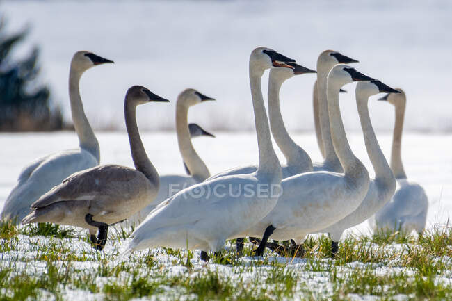 Belos cisnes bonitos na costa no dia de verão — Fotografia de Stock
