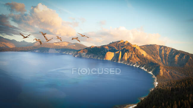 Стая пеликанов пролетает над кратерным озером в Орегоне — стоковое фото