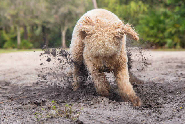 Goldendoodle dog cavging in the sand on the beach, Florida, EUA — Fotografia de Stock