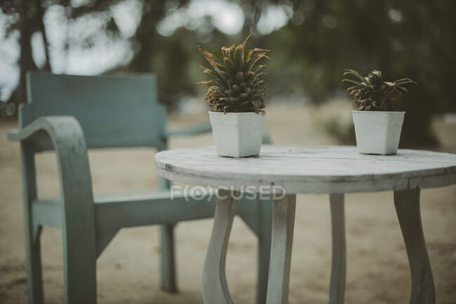 Primer plano de dos plantas de maceta en una mesa en la playa, Koh Yao, Phang Nga, Tailandia - foto de stock