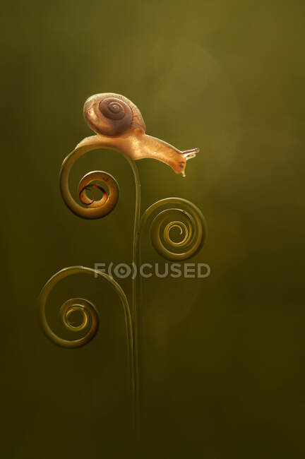 Snail on green plant outdoor, summer concept, close view — Stock Photo