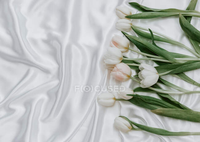 Ramo de hermosos tulipanes blancos en una seda gris y rosa - foto de stock