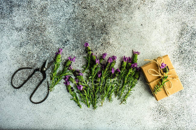 Fleurs de lavande fraîches en coffret cadeau concept sur fond de béton — Photo de stock