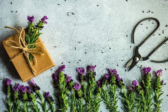 Свежие цветы лаванды в подарочной коробке концепции на бетонном фоне — стоковое фото