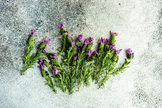 Fiori di lavanda freschi in una cornice floreale su sfondo di cemento con spazio copia — Foto stock