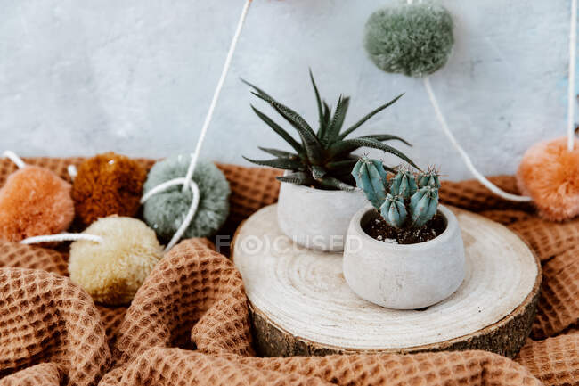 Petites plantes en pot sur plateau en tissu tricoté — Photo de stock