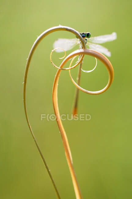 Close-up of a damselfly on a coiled tendril, Indonesia — Stock Photo
