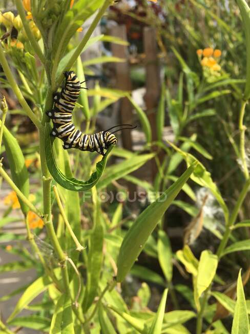 Caterpillar on plant outdoor, summer concept, close view — Stock Photo