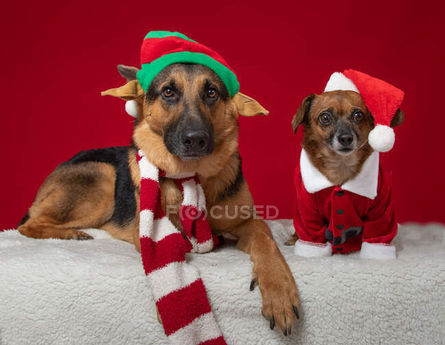 Маленькие собаки в рождественской одежде, с близкого расстояния — стоковое фото