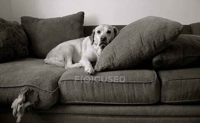 Labrador Retriever perro acostado en un viejo sofá rasgado - foto de stock