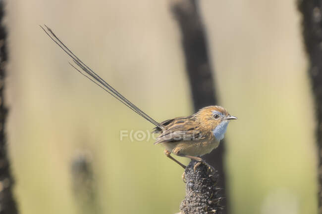 Niedlicher kleiner Vogel sitzt auf einem Ast auf verschwommenem natürlichen Hintergrund — Stockfoto