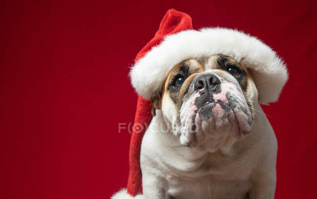 Niedlicher kleiner Hund mit Weihnachtsmütze, Nahsicht — Stockfoto