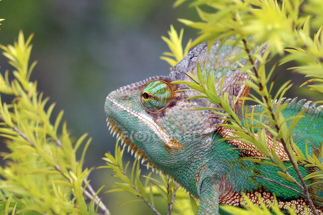 Beautiful chameleon sitting among green grass, close view — Stock Photo