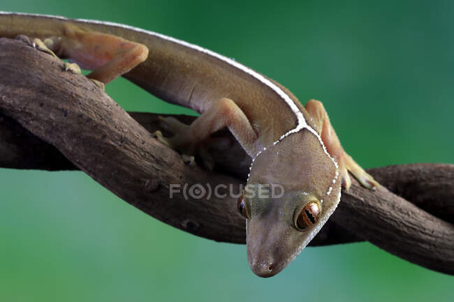 Pequeno lagarto bonito sentado no ramo da árvore, vista de perto — Fotografia de Stock