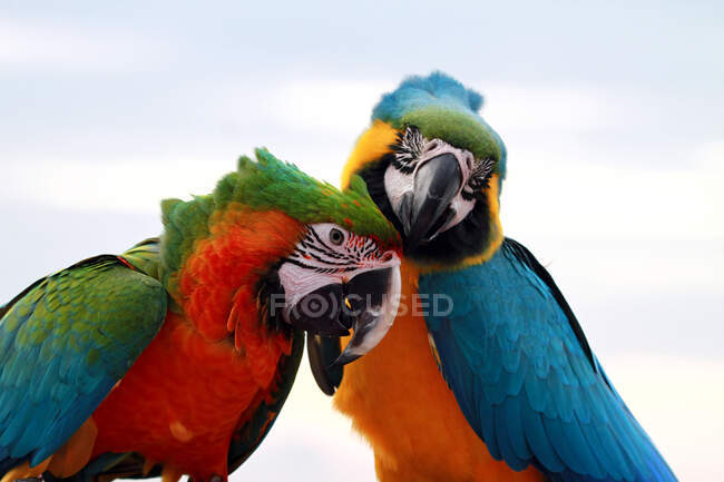 Retrato de dois pássaros arara escarlate em um ramo, Indonésia — Fotografia de Stock