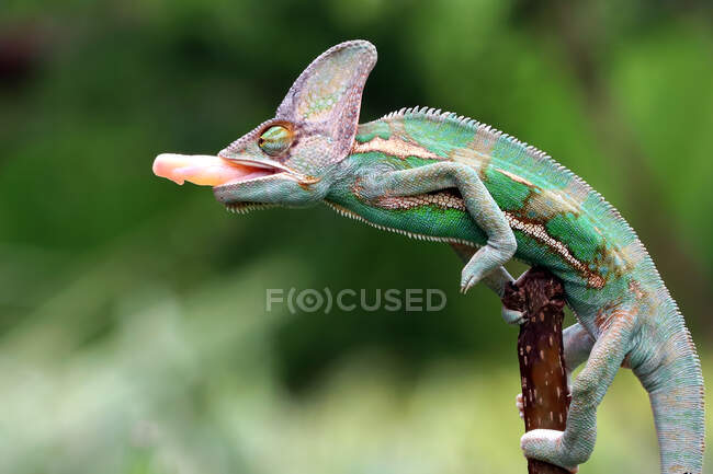 Cute little chameleon sitting  on tree branch, close view — Stock Photo
