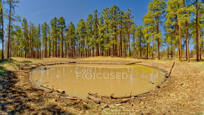 Un estanque de ganado fangoso en el lado oeste de la montaña Mingus llamado Dry Lake Tank. Situado en el Bosque Nacional Prescott cerca de Jerome Arizona. - foto de stock