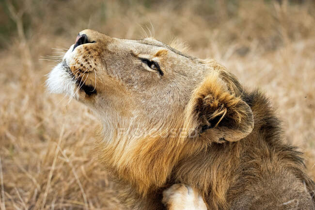 Profilo di un leone sdraiato sull'erba guardando in alto, Sud Africa — Foto stock