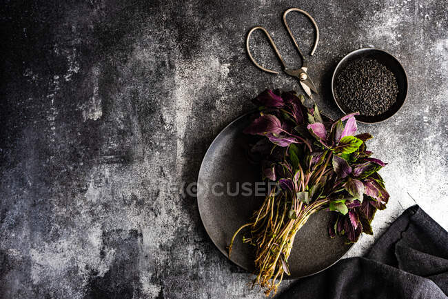 Herbe de basilic bio fraîche sur une assiette noire avec des graines sur fond béton — Photo de stock