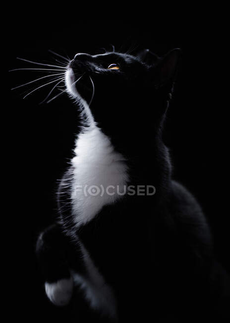Портрет чорно-білого тукседового кота, який дивиться вгору — стокове фото