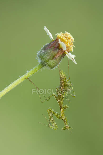 Insecto en flor al aire libre, concepto de verano, vista cercana - foto de stock