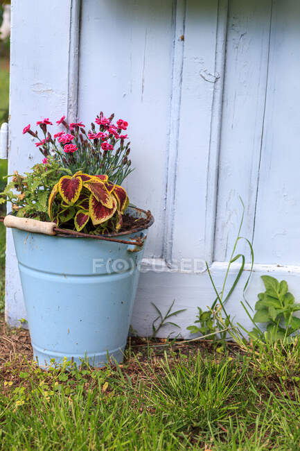 Close-Up de flores crescendo em um balde em um jardim — Fotografia de Stock