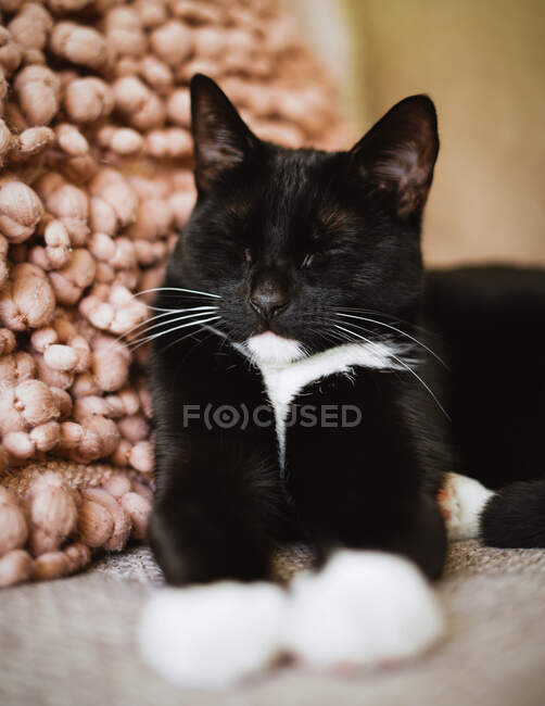 Portrait of a black and white tuxedo cat sleeping on a sofa next to a pillow — Stock Photo