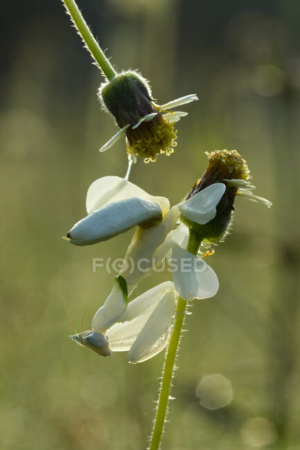 Bug on flowers outdoor, летняя концепция, close view — стоковое фото