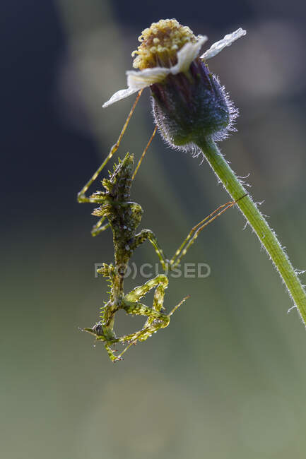 Bug on flower outdoor, concetto estivo, vista da vicino — Foto stock