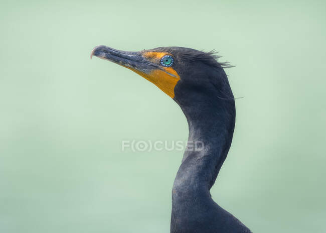 Portrait of a double-creed cormorant (Phalacrocorax auritus), USA — стокове фото