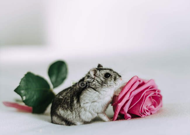 Nahaufnahme eines Hamsters, der neben einer rosa Rose sitzt — Stockfoto