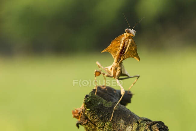 Insecto en rama de árbol al aire libre, concepto de verano, vista cercana - foto de stock