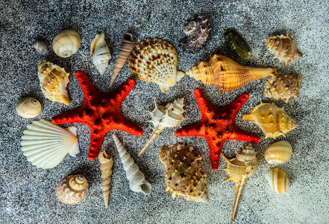 Colocación plana de composición veraniega con conchas marinas - foto de stock