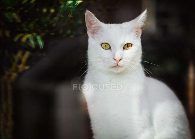 Вид через вікно білої кішки, що сидить на підвіконні під сонячним світлом — стокове фото