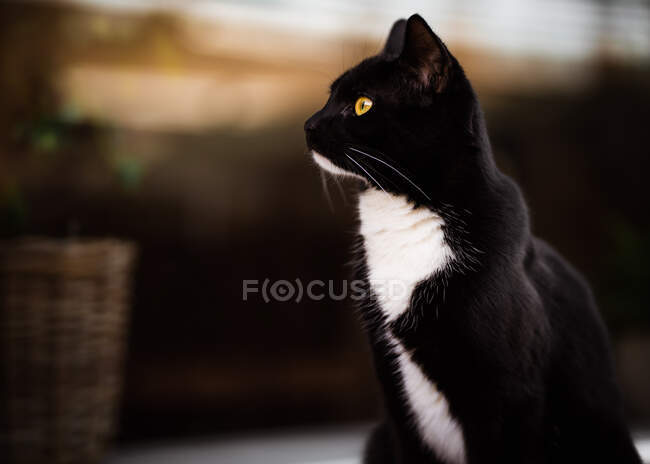 Portrait of a black and white tuxedo cat looking at sunset through a window — Stock Photo