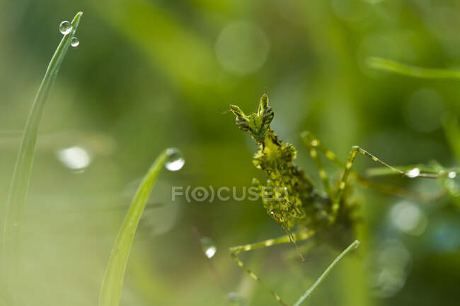 Жук на зеленой траве на открытом воздухе, летняя концепция, близкий вид — стоковое фото