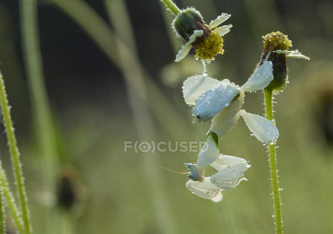 Bug on flowers outdoor, летняя концепция, close view — стоковое фото