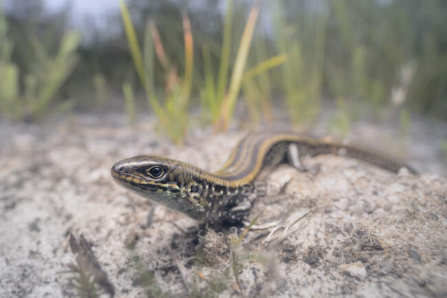 Close-up of an Eastern mourning skink (Lissolepis coventryi), Australia — Stock Photo