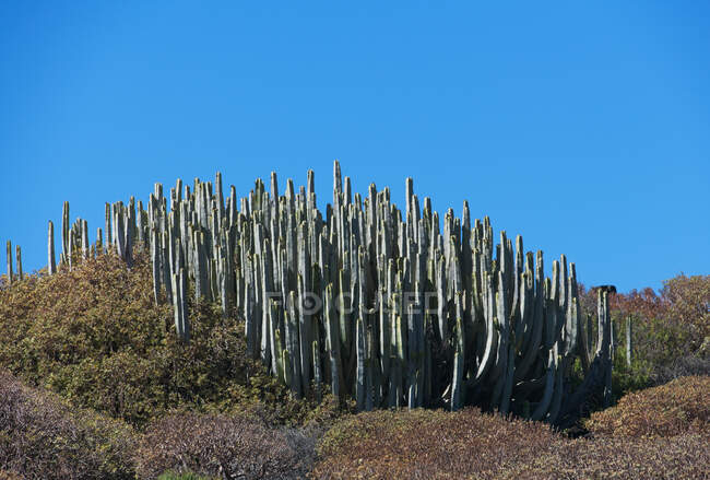 Кактус растет в сельской местности, Тенерифе, Канарские острова, Испания — стоковое фото