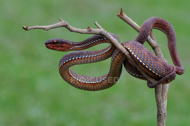 Red Viper on a branch, Indonesia — Stock Photo